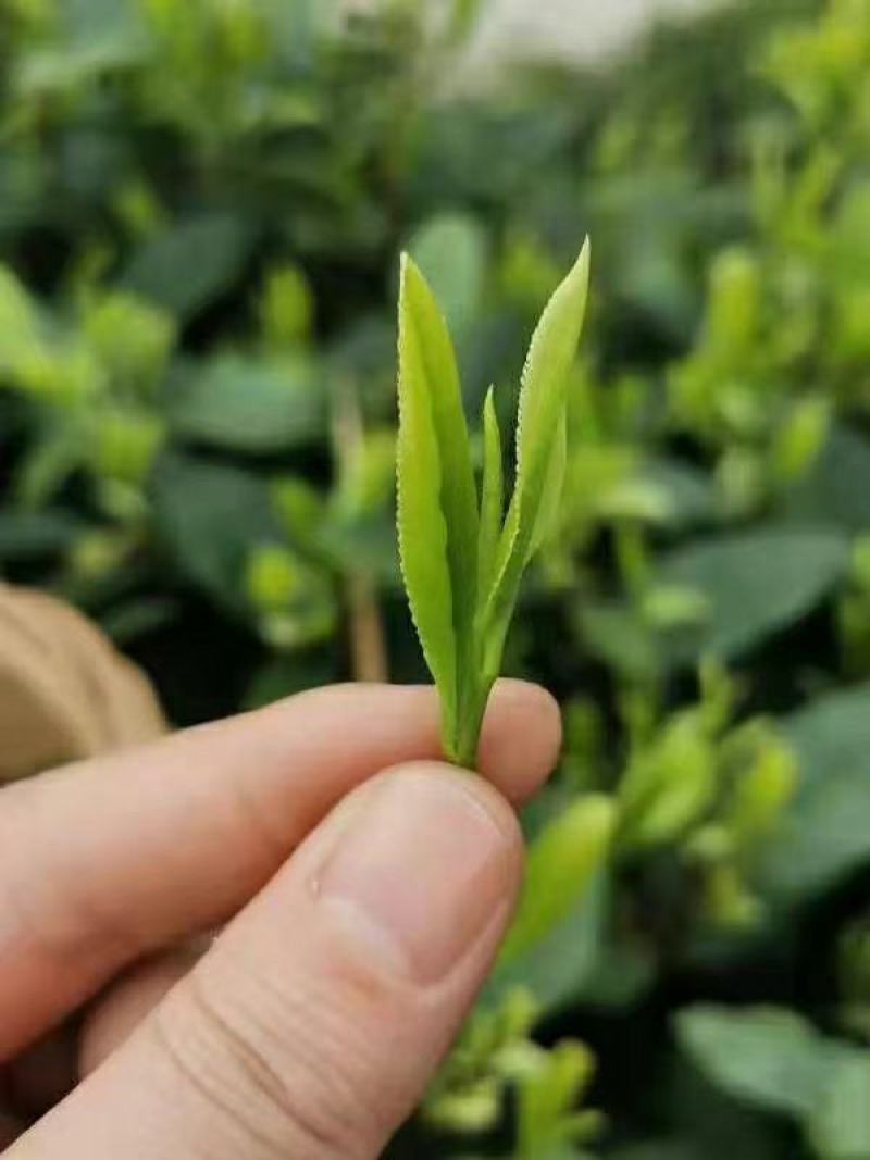 茶叶