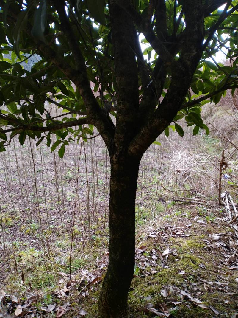 【桂花苗】桂花树苗，优质种苗，绿化家园，现挖发货，