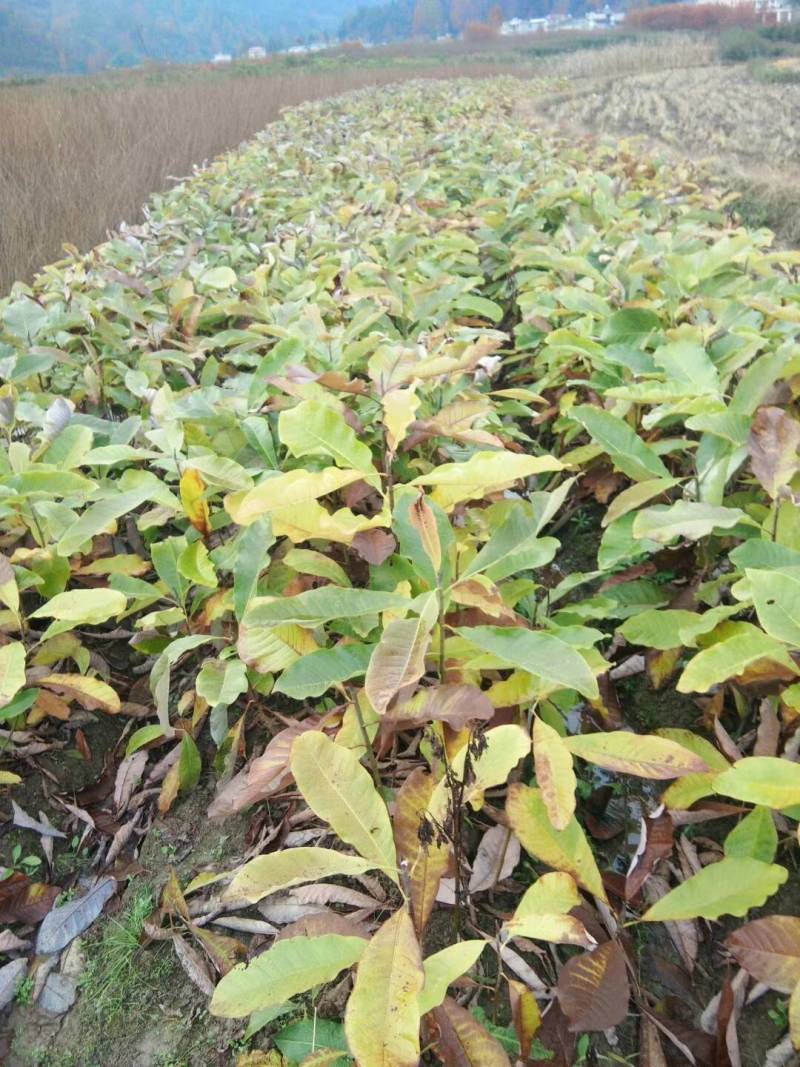 【桂花苗】桂花树苗，优质种苗，绿化家园，现挖发货，