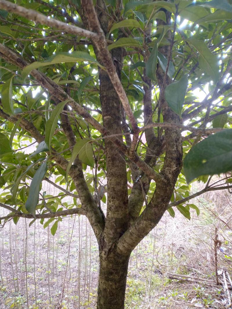 【桂花苗】桂花树苗，优质种苗，绿化家园，现挖发货，