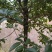 【桂花苗】桂花树苗，优质种苗，绿化家园，现挖发货，