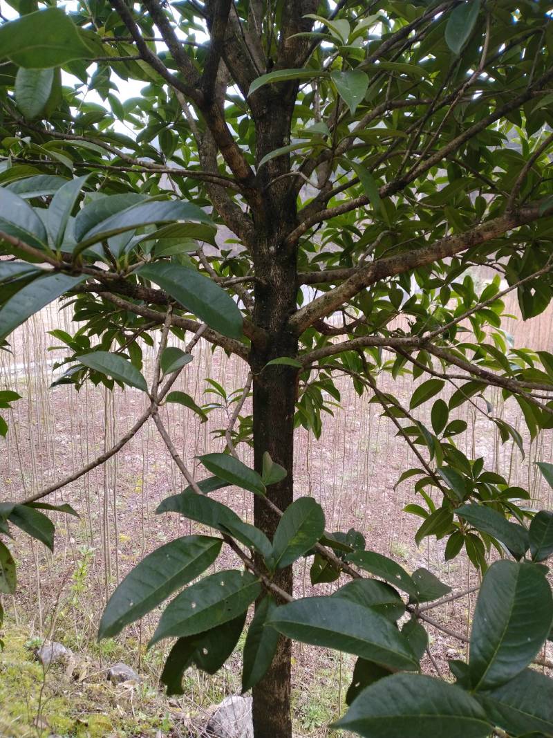 【桂花苗】桂花树苗，优质种苗，绿化家园，现挖发货，