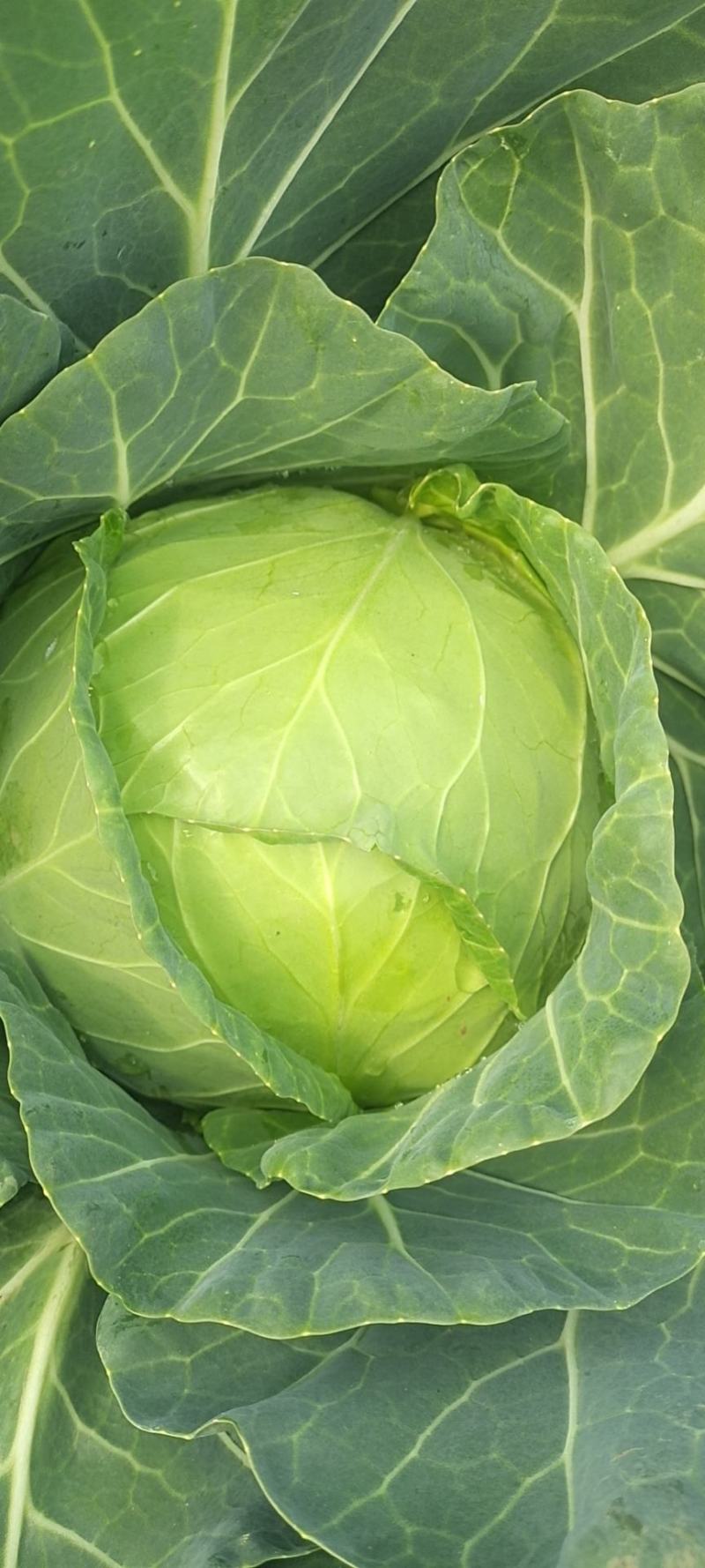 【诚信商家】精品圆包菜个头圆润均匀无虫眼无烂底