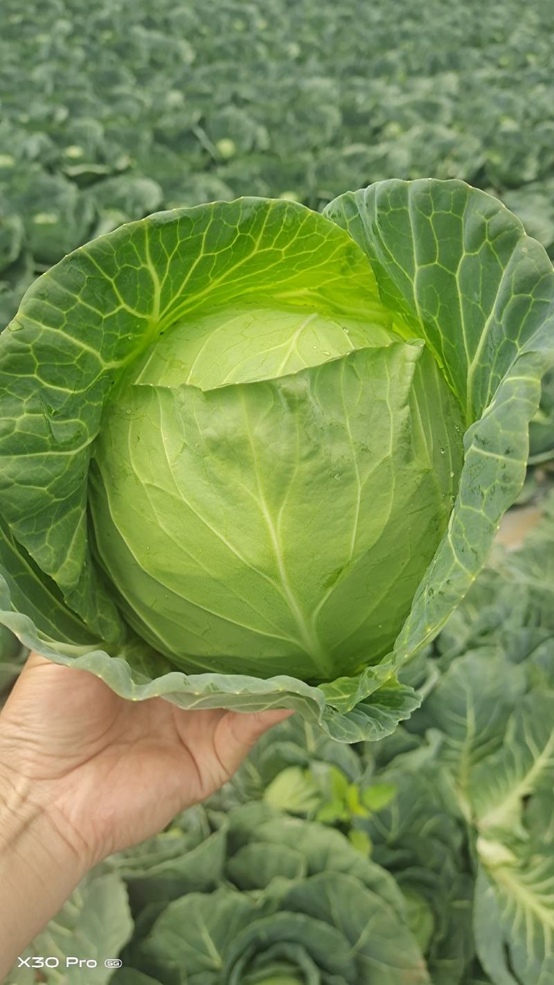 【诚信商家】精品圆包菜个头圆润均匀无虫眼无烂底