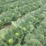 【诚信商家】精品圆包菜个头圆润均匀无虫眼无烂底