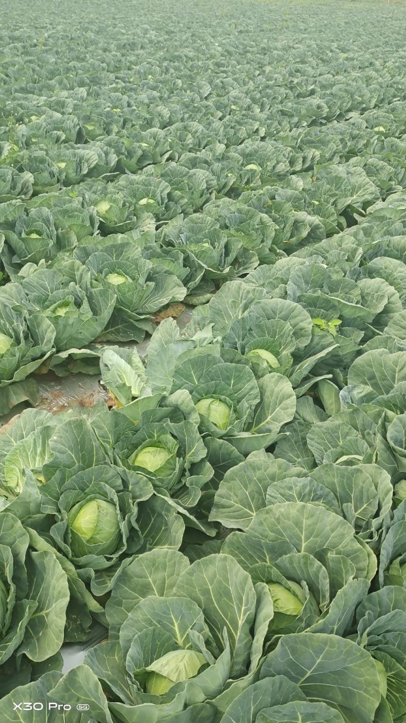 【诚信商家】精品圆包菜个头圆润均匀无虫眼无烂底