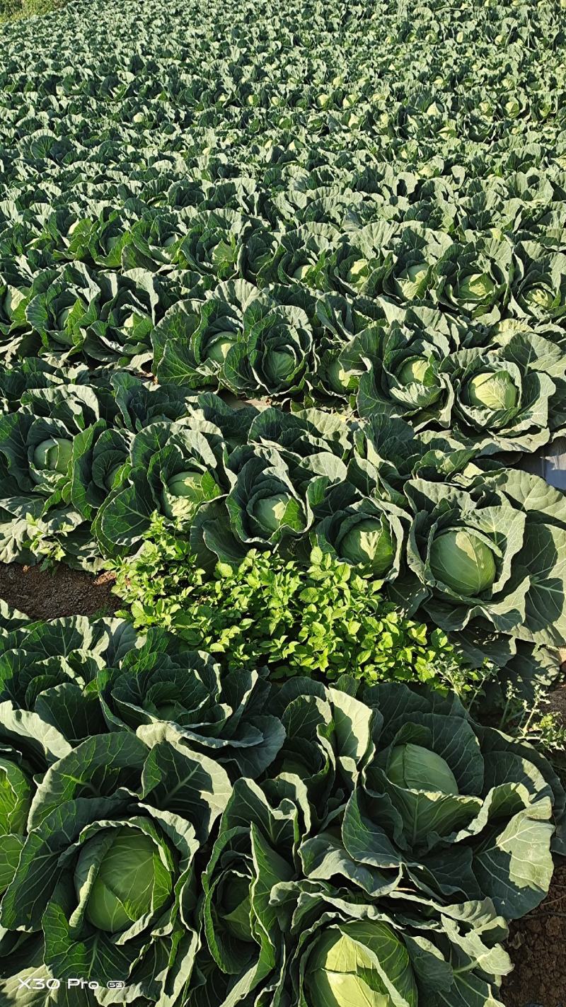 【诚信商家】精品圆包菜个头圆润均匀无虫眼无烂底