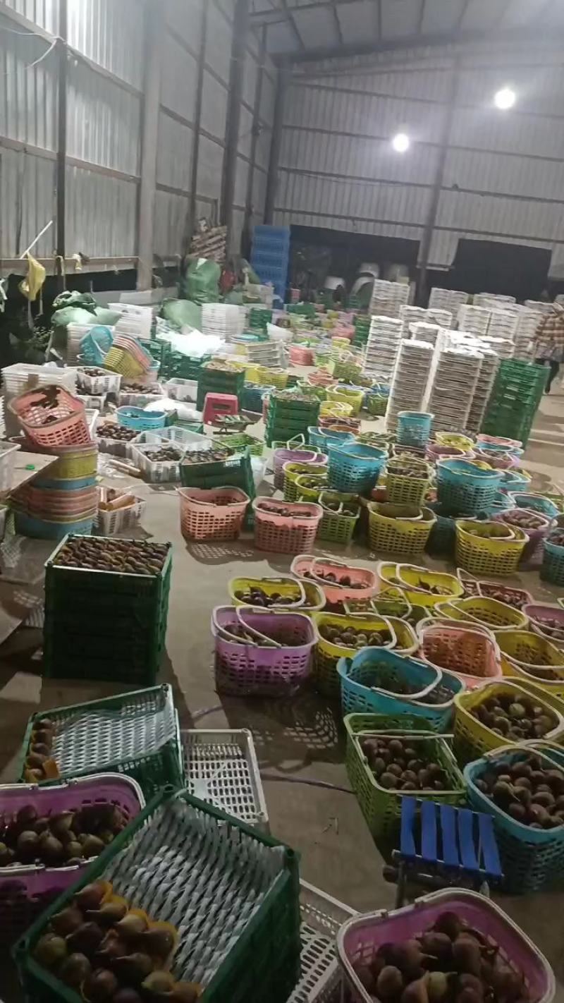 整年供货，千亩优质波姬红无花果，产地直发，诚信经营