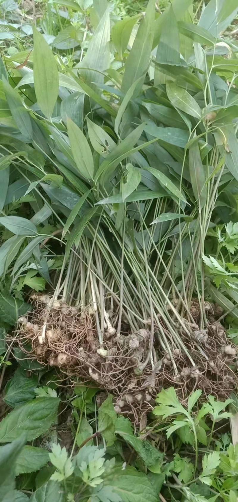 黄精