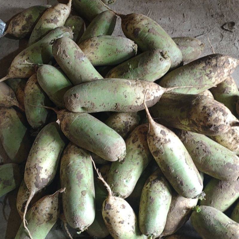 新疆绿源种植农民专业合作社种植的青罗卜黄罗卜红心罗卜