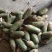 新疆绿源种植农民专业合作社种植的青罗卜黄罗卜红心罗卜
