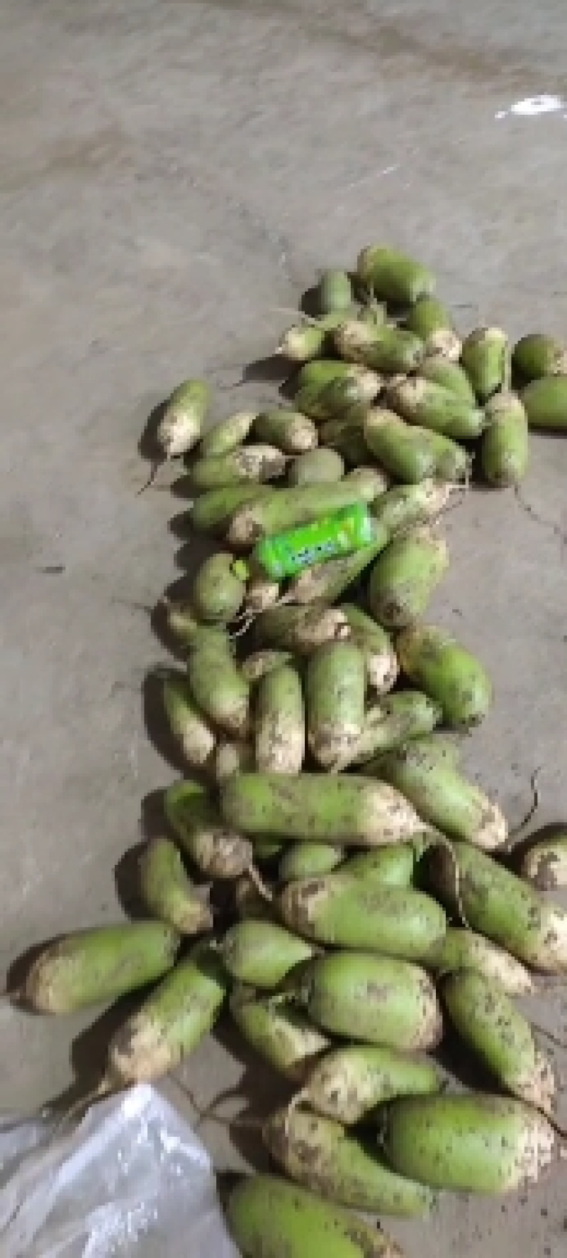 新疆绿源种植农民专业合作社种植的青罗卜黄罗卜红心罗卜