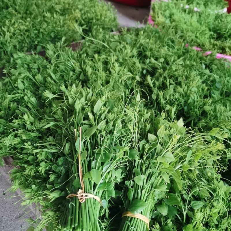 赤苍藤