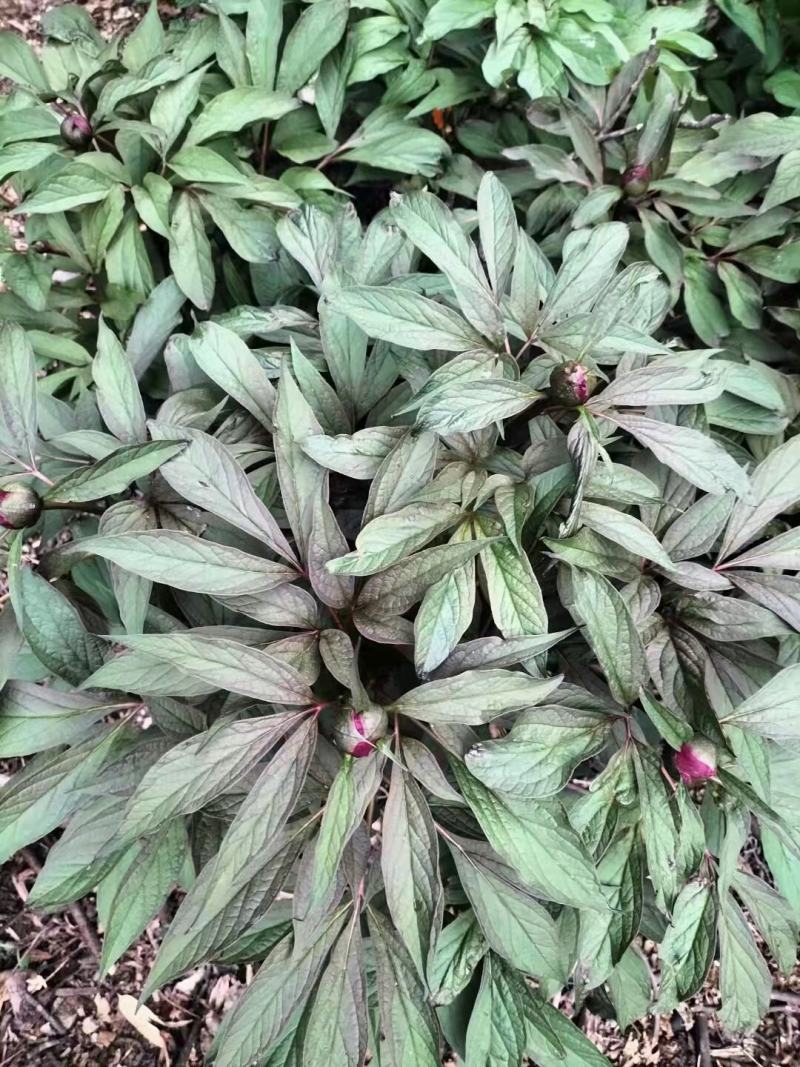 芍药苗