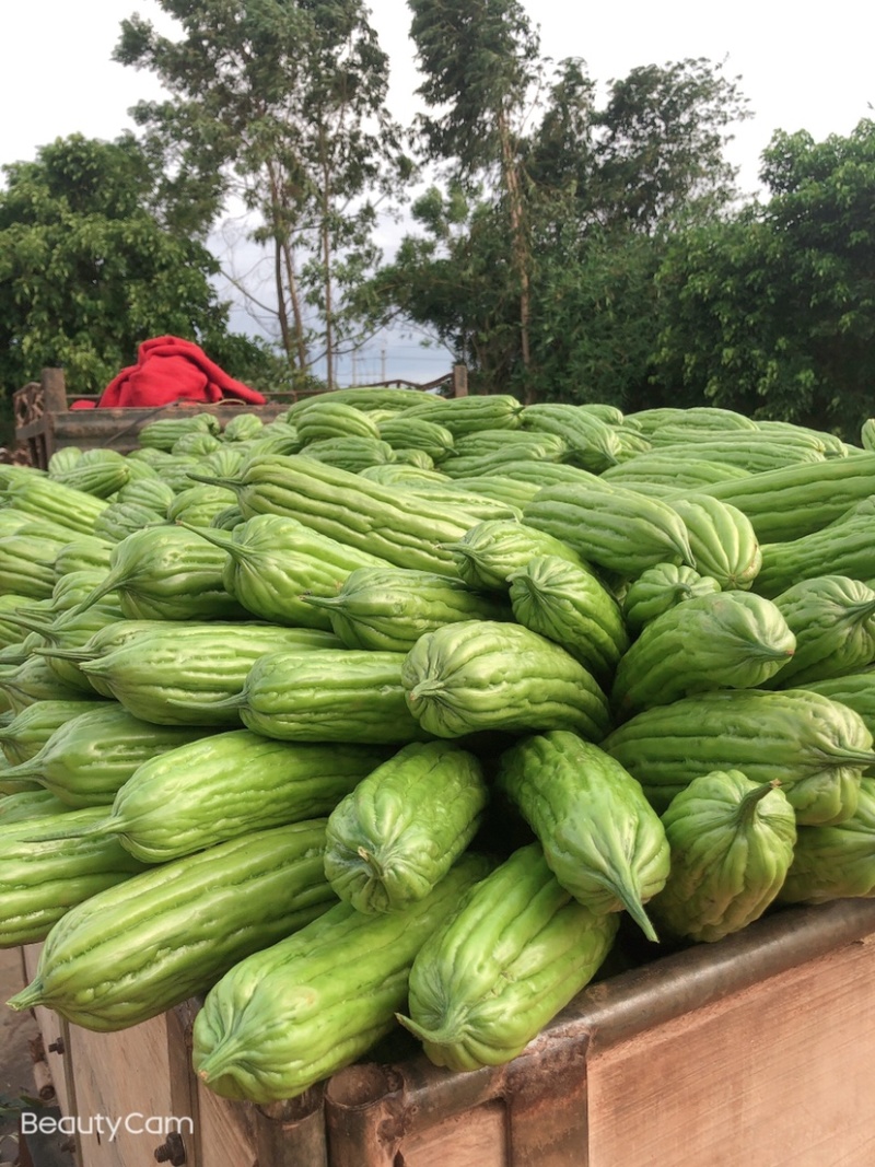 广东苦瓜基地，货源充足量大，价格合理，合作共赢