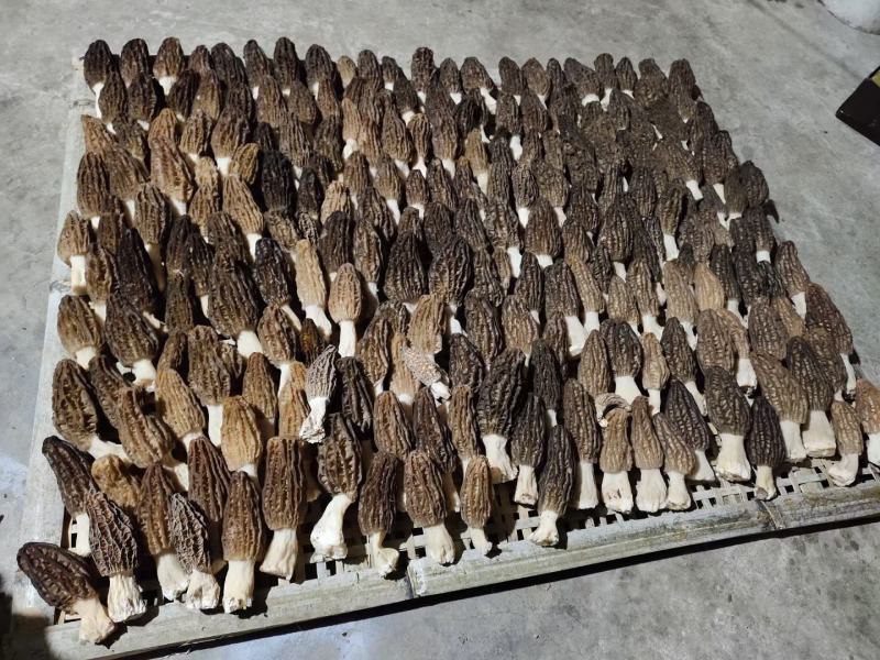 鲜羊肚菌