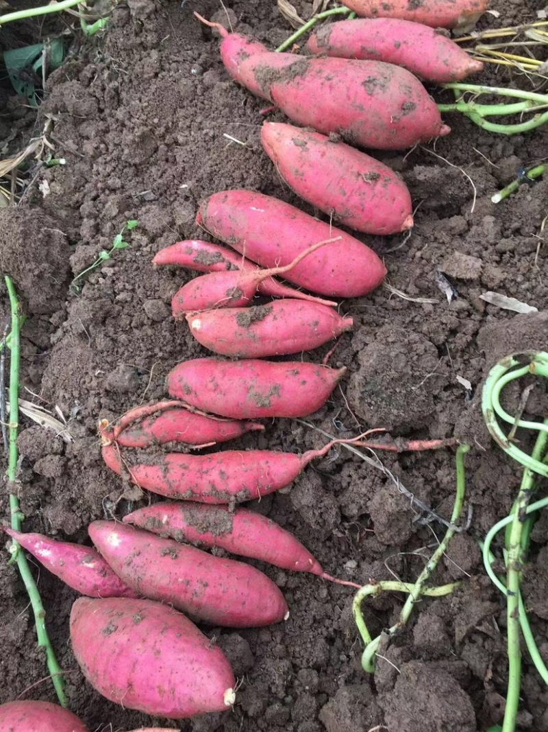 广东实力派西瓜红薯基地，大量有货，价格合理