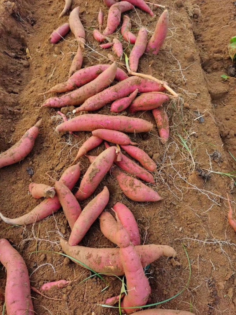 广东实力派西瓜红薯基地，大量有货，价格合理