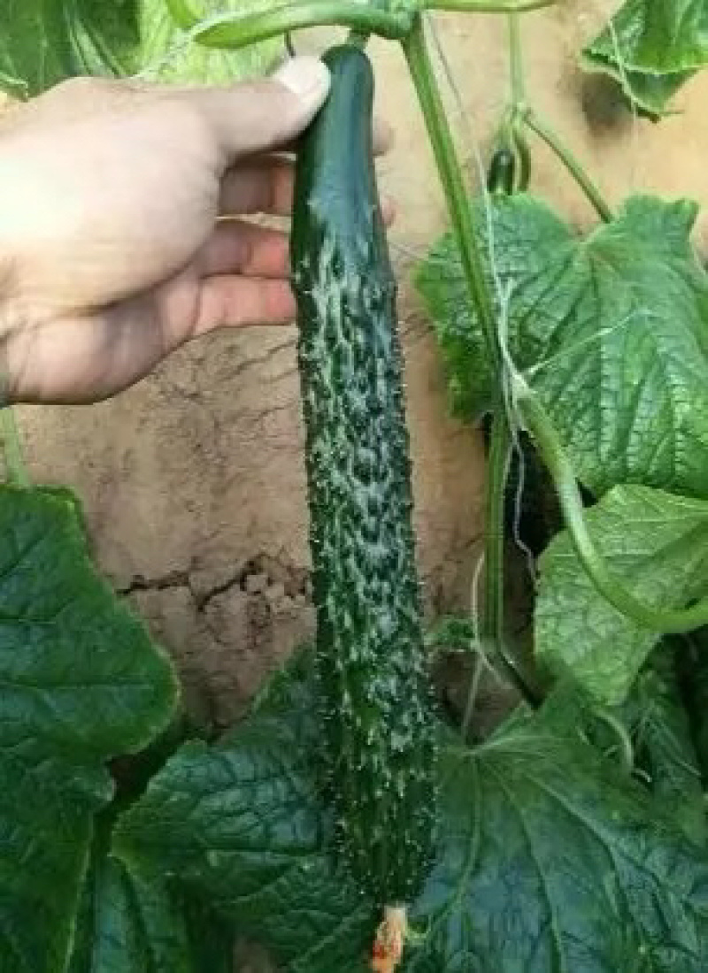 青瓜18~22公分鲜花带刺货源足条形好