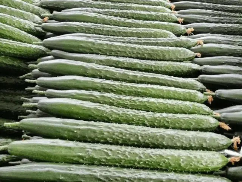 青瓜18~22公分鲜花带刺货源足条形好