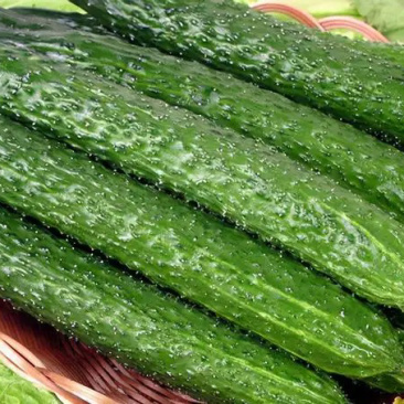 青瓜18~22公分鲜花带刺货源足条形好