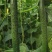 青瓜18~22公分鲜花带刺货源足条形好