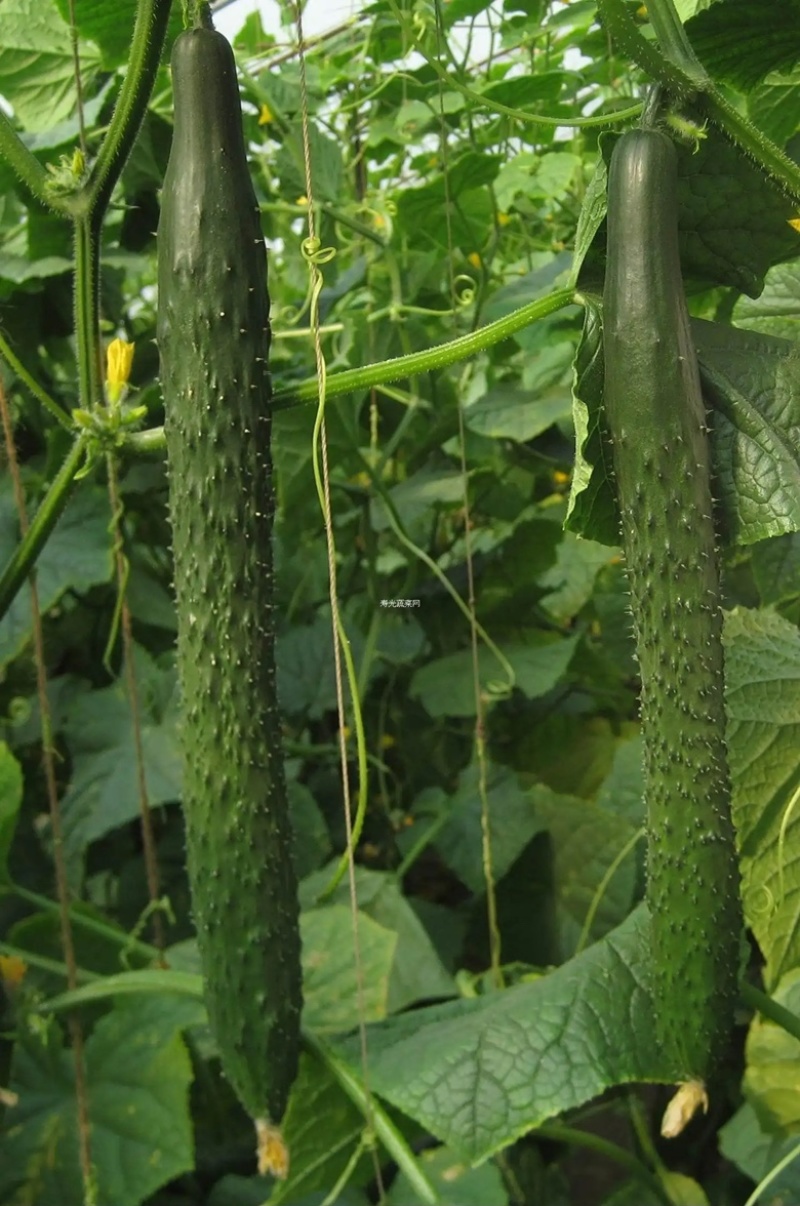 青瓜18~22公分鲜花带刺货源足条形好