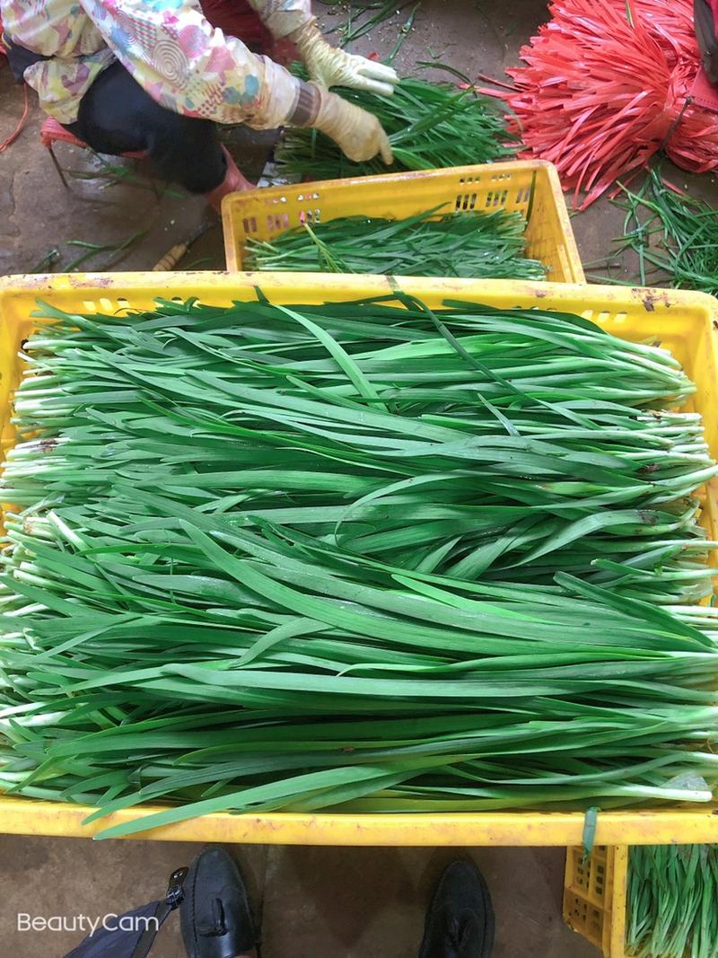 广州韭菜基地直供新鲜上市量大持续供应批发价低品质好