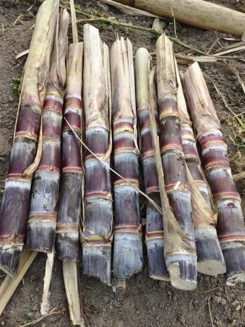 黑皮甘蔗苗技术指导视频教学种植甘蔗种子