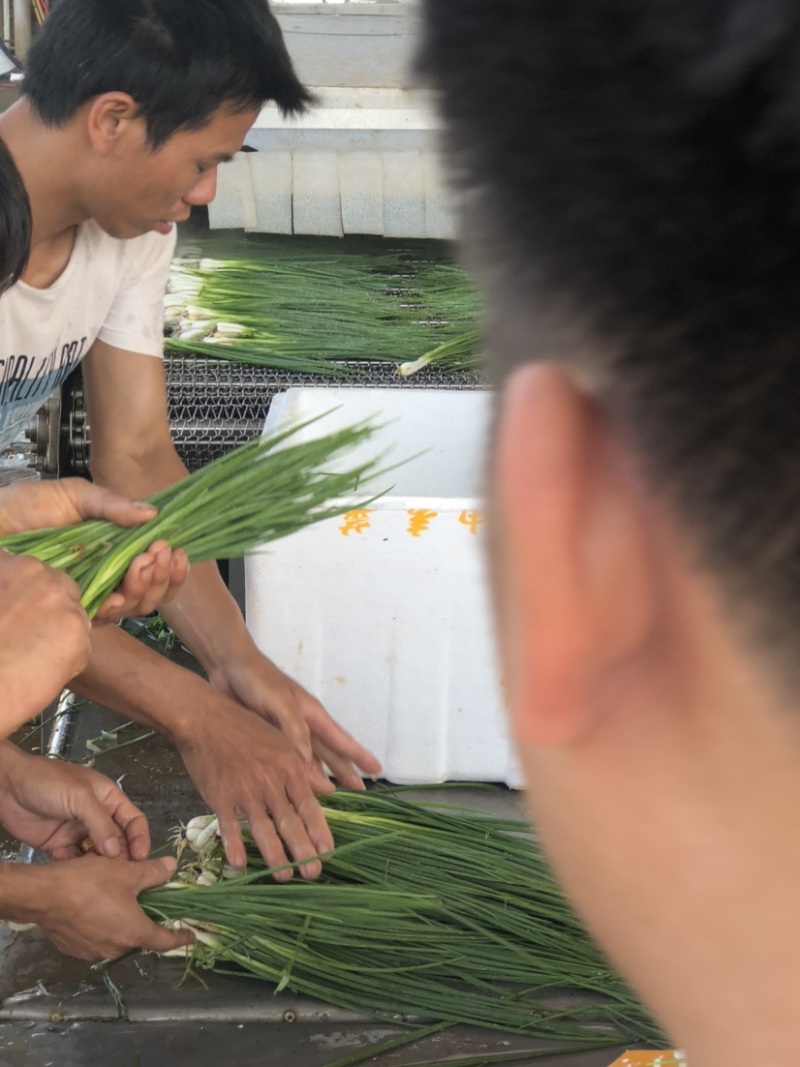 广东小葱大量供应，一年四季有货，价格合理，欢迎来采购