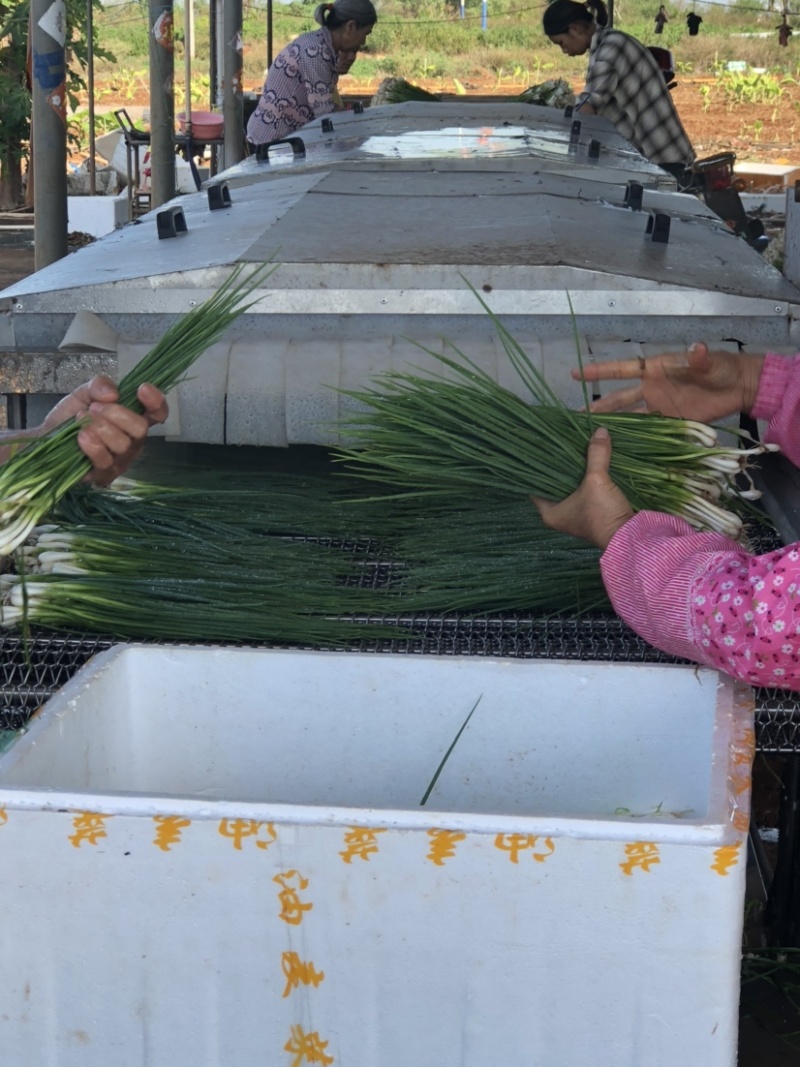 广东小葱大量供应，一年四季有货，价格合理，欢迎来采购