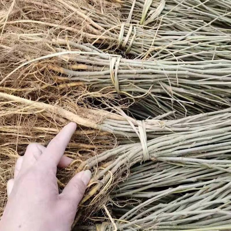 桑树苗蛋白桑养殖饲料桑食用桑芽桑茶大叶杂交桑非嫁接实生