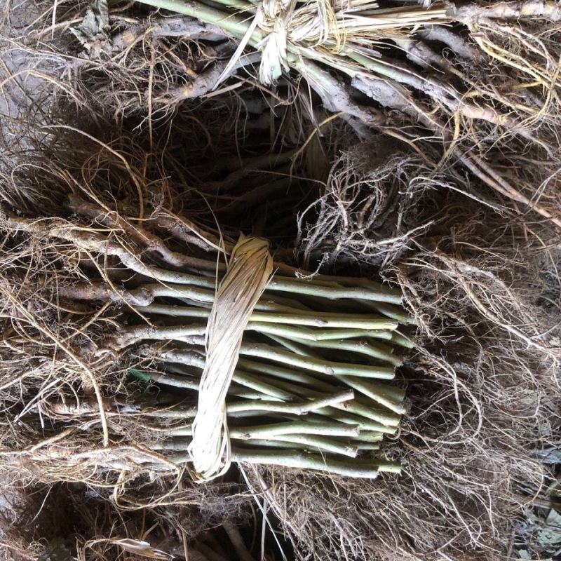 桑树苗蛋白桑养殖饲料桑食用桑芽桑茶大叶杂交桑非嫁接实生