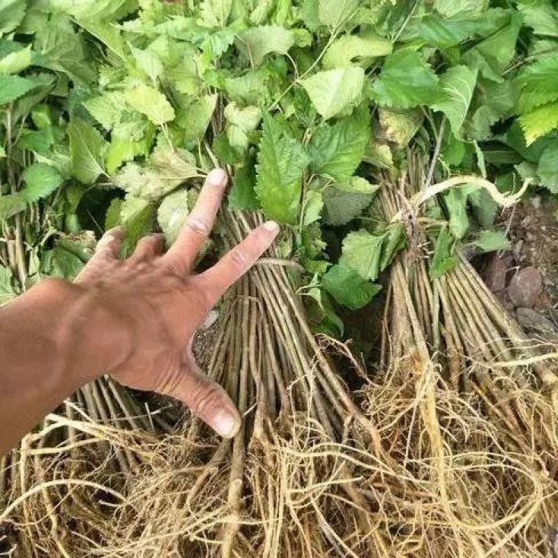 桑树苗蛋白桑养殖饲料桑食用桑芽桑茶大叶杂交桑非嫁接实生
