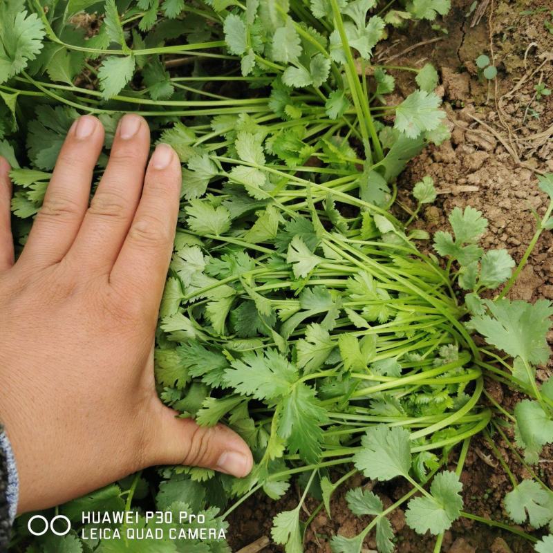 脱水香菜精品脱水厂香菜