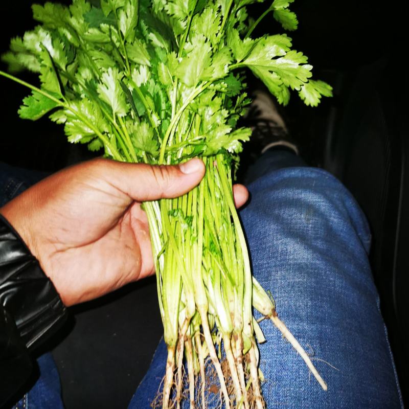 脱水香菜精品脱水厂香菜