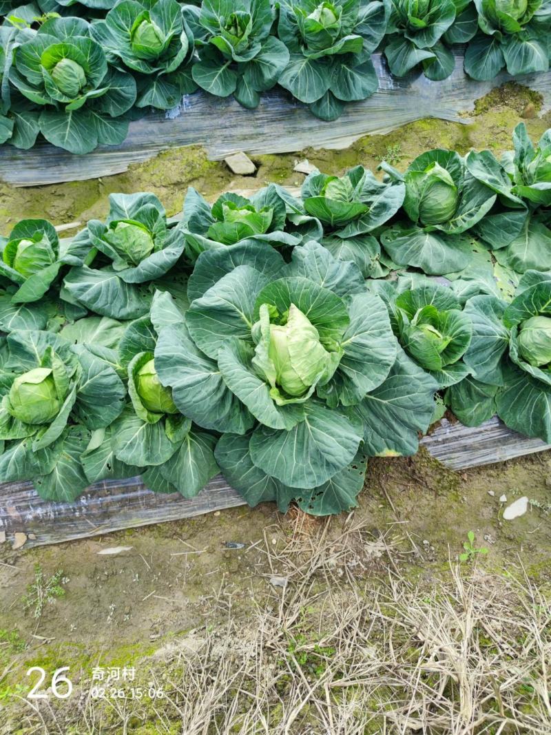 福建三明圆甘蓝大量上市