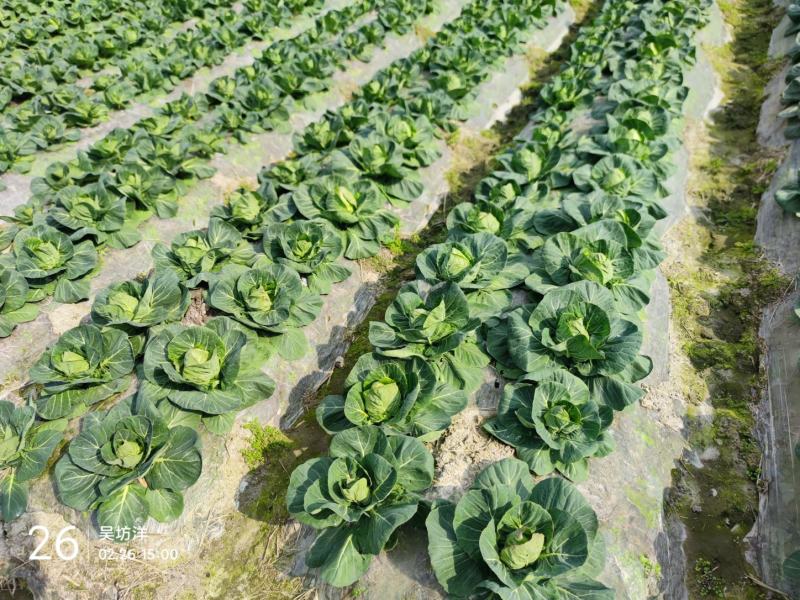 福建三明圆甘蓝大量上市