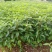香樟树苗小叶香樟树苗南北庭院种植占地工程苗木批发四季常青
