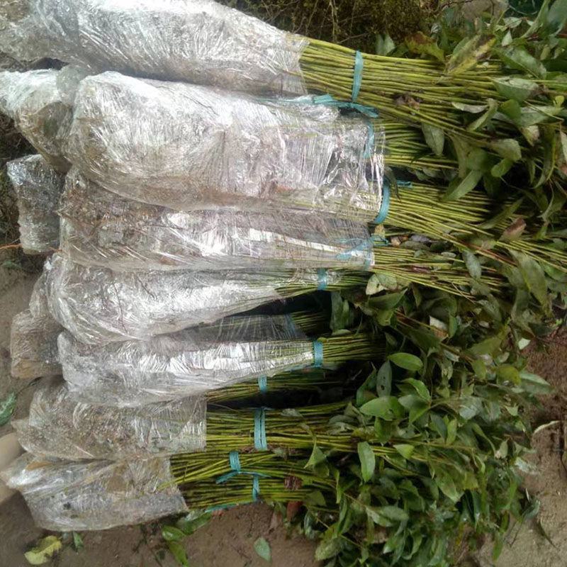 香樟树苗小叶香樟树苗南北庭院种植占地工程苗木批发四季常青
