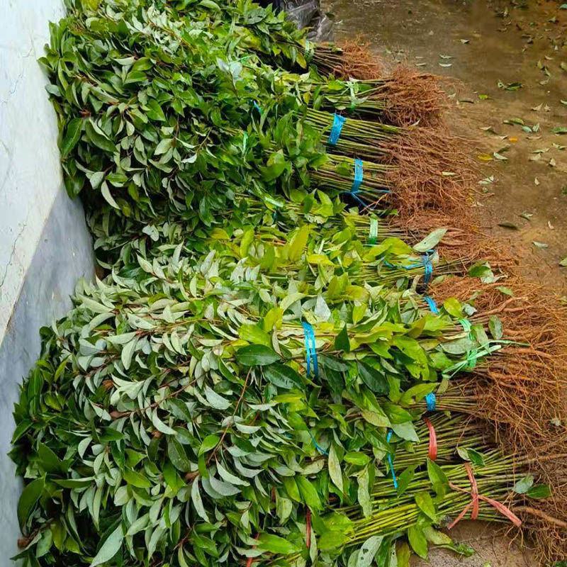 香樟树苗小叶香樟树苗南北庭院种植占地工程苗木批发四季常青