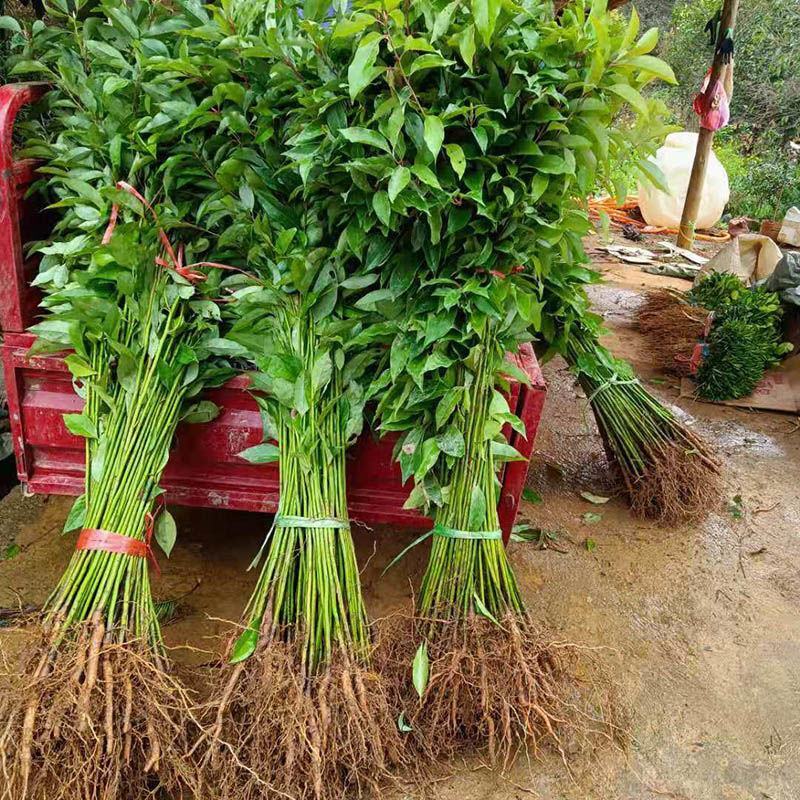 香樟树苗小叶香樟树苗南北庭院种植占地工程苗木批发四季常青