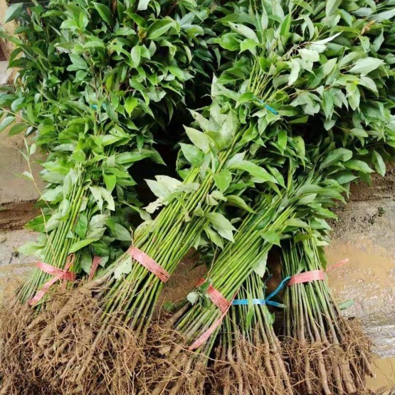 香樟树苗小叶香樟树苗南北庭院种植占地工程苗木批发四季常青