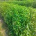 香樟树苗小叶香樟树苗南北庭院种植占地工程苗木批发四季常青