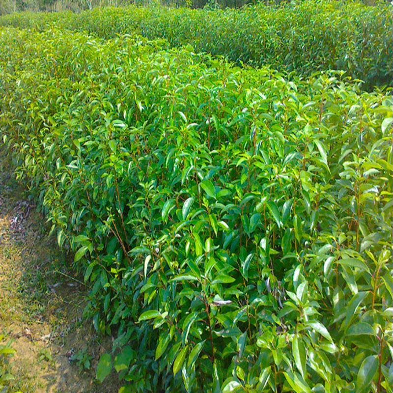 香樟树苗小叶香樟树苗南北庭院种植占地工程苗木批发四季常青