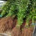 香樟树苗小叶香樟树苗南北庭院种植占地工程苗木批发四季常青
