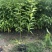 香樟树苗小叶香樟树苗南北庭院种植占地工程苗木批发四季常青