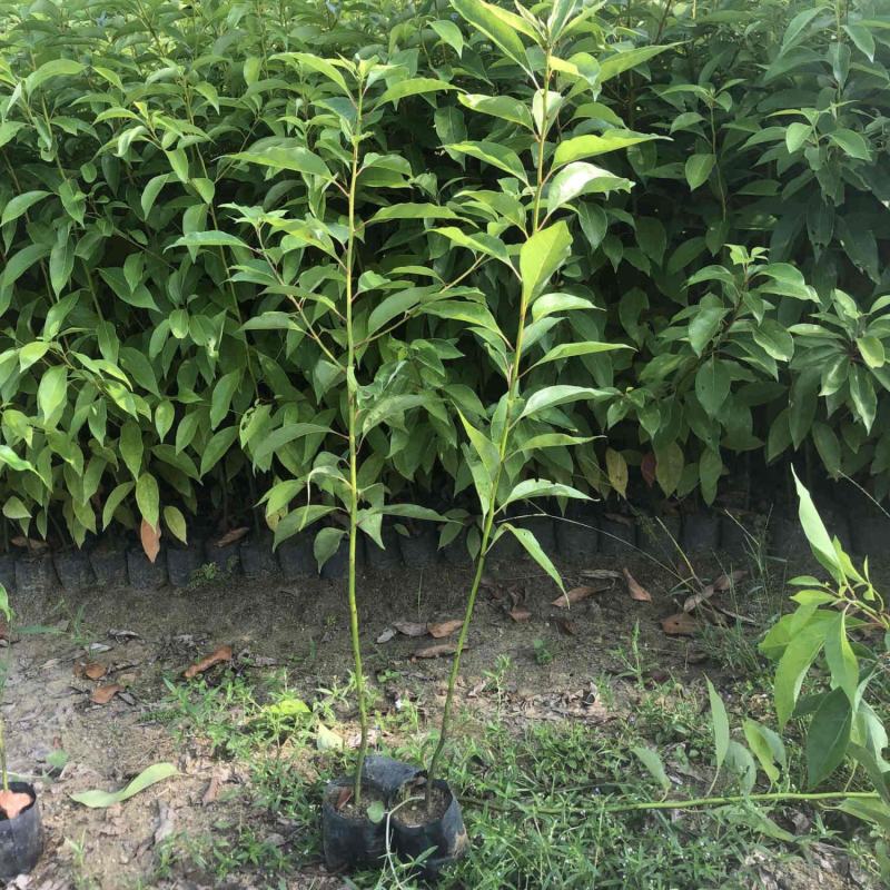 香樟树苗小叶香樟树苗南北庭院种植占地工程苗木批发四季常青