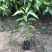 香樟树苗小叶香樟树苗南北庭院种植占地工程苗木批发四季常青