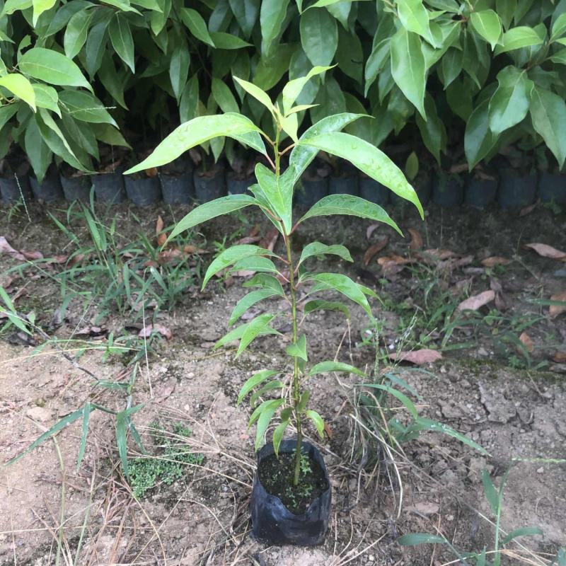 香樟树苗小叶香樟树苗南北庭院种植占地工程苗木批发四季常青